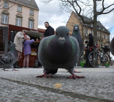 2024/02/25: Greedy Saverne pigeon defeats the autofocus