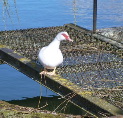 2024/02/25: Peerless white duck by the Marne-Rhine canal