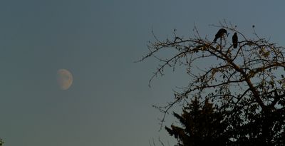 Yesterday evening