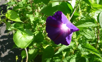 2024/08/16: Vers Liebfrauenthal