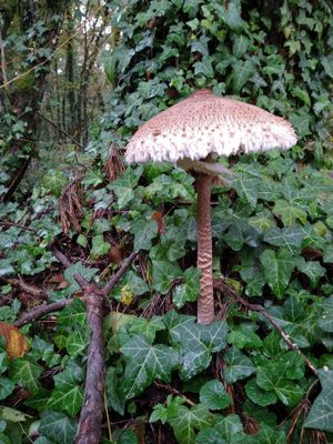 Lepiota procera