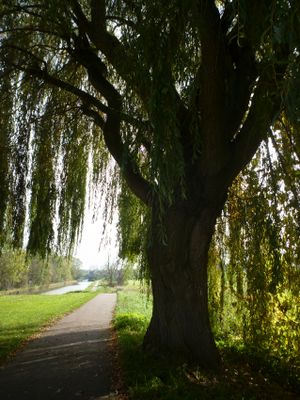 2024/10/24: A tree. Yeah!