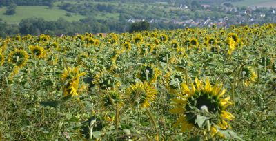 2025_cycling_diverses_sorties