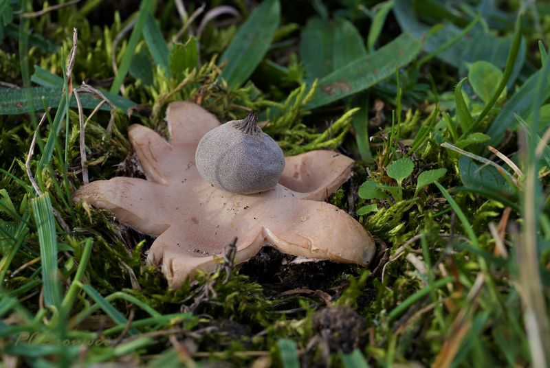 Bruine aardster vers
