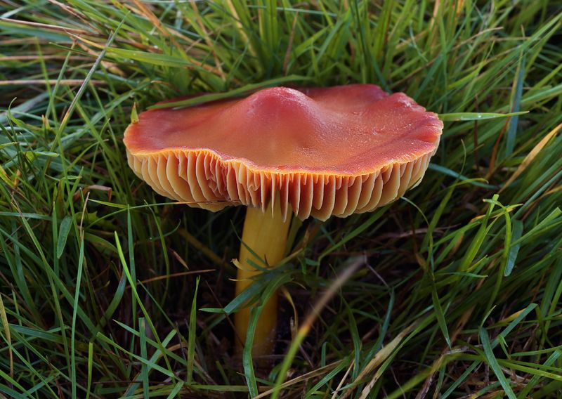 Hygrocybe punicea 