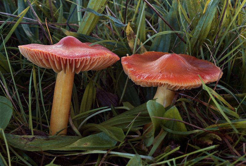 Hygrocybe punicea