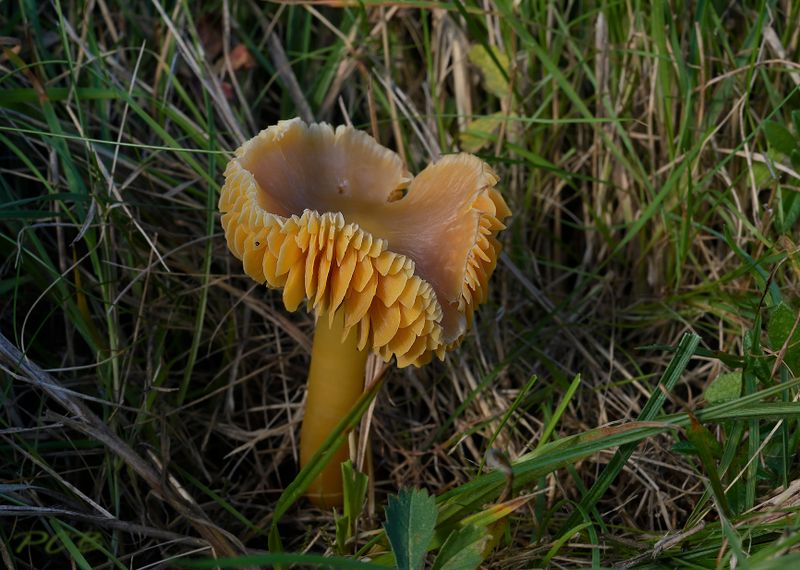Prachtwasplaat oud , Hygrocybe  aurantiosplendens