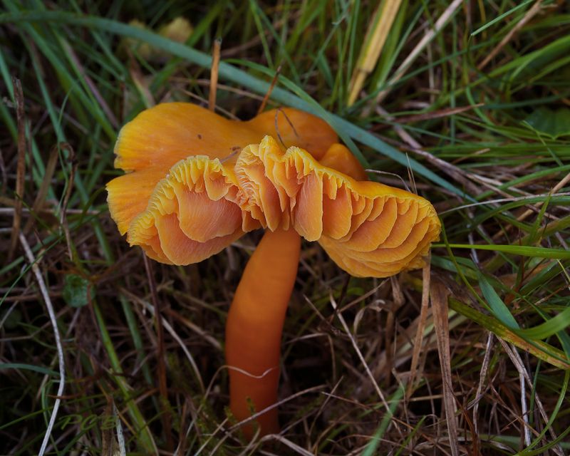 Prachtwasplaat, Hygrocybe  aurantiosplendens