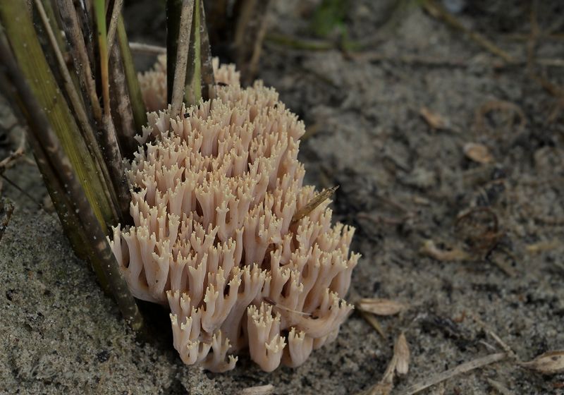 Helmkoraalzwam, aan de voet van het helmgras in de zeeduinen , Ramaria ammophila
