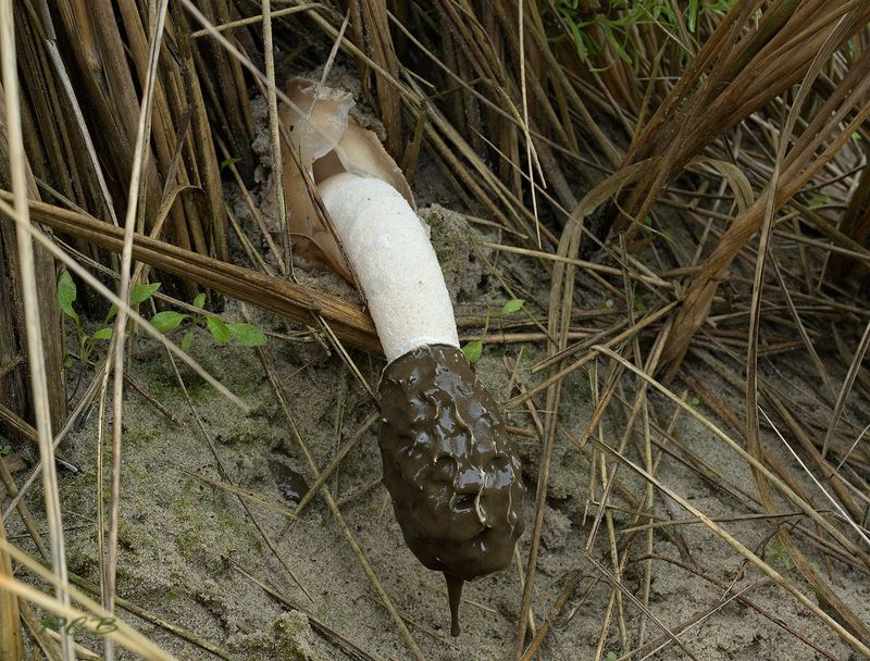 Duinstinkzwam, Phallus hadriani