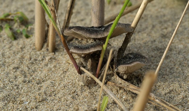 Helmharpoenzwam, Hohenbuehelia culmicola