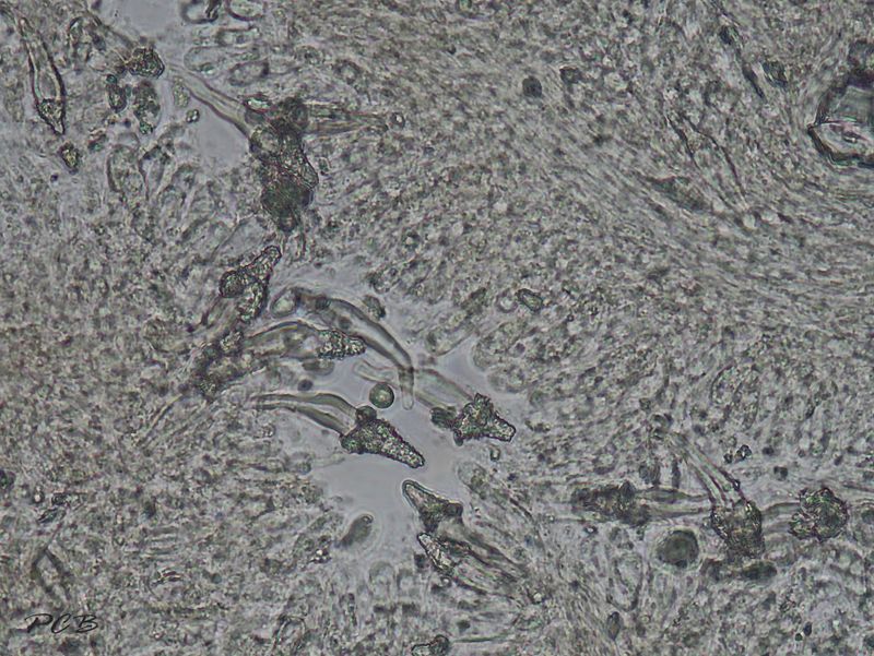 Helmharpoenzwam micro,Hohenbuehelia culmicola