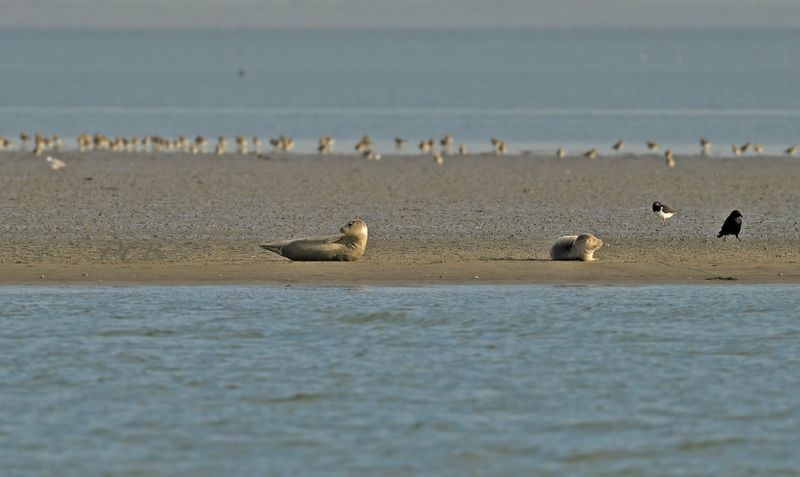 Waddenzee laagwater