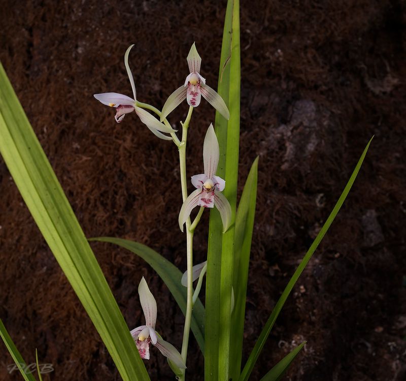 Cymbidium lancifolium
