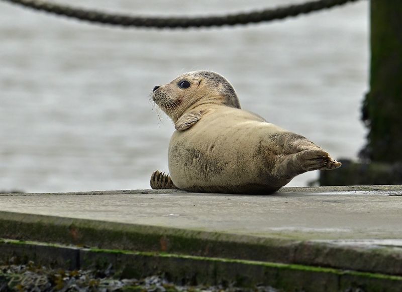 Zeehondje op de boothelling