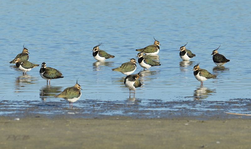 Overwinterende kieviten, waddenzee