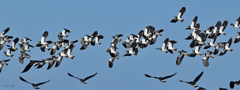 Overwinterende kieviten, waddenzee