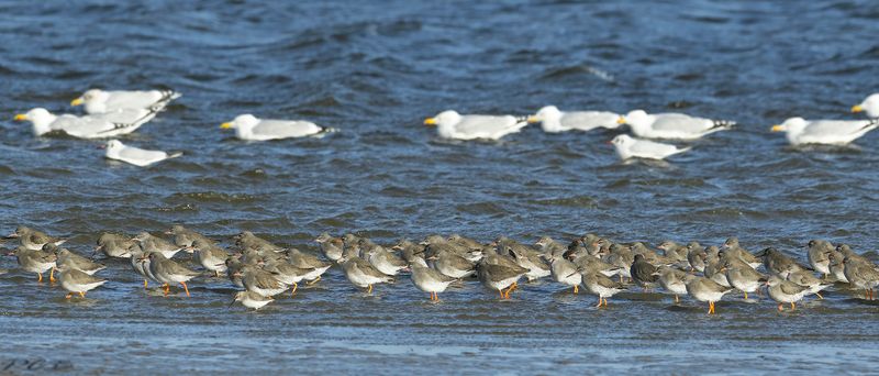 Hoogwatervluchtplaats