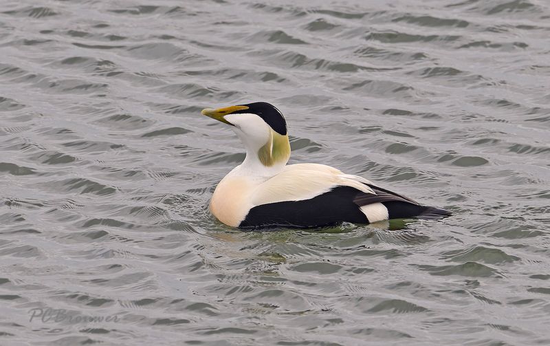 Eider balts