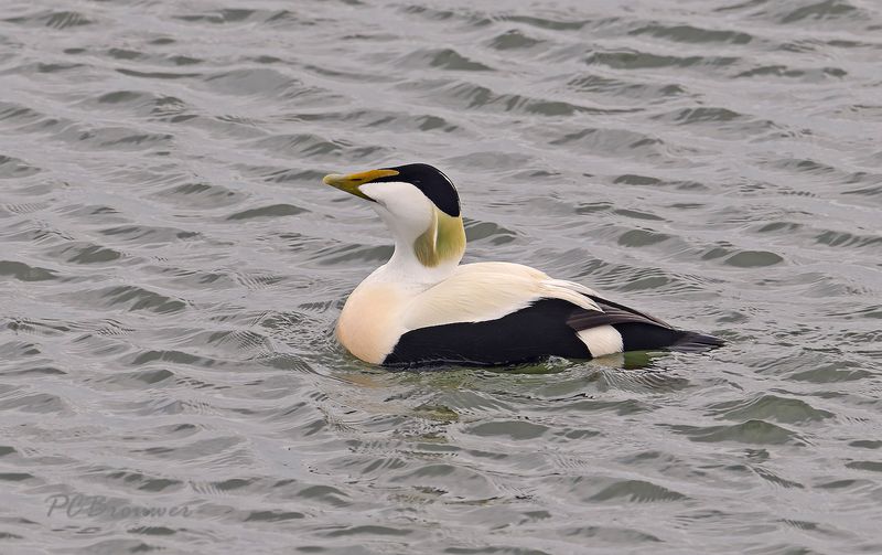 Eider balts