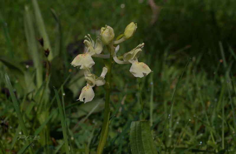 Orchis provincialis, Frankrijk