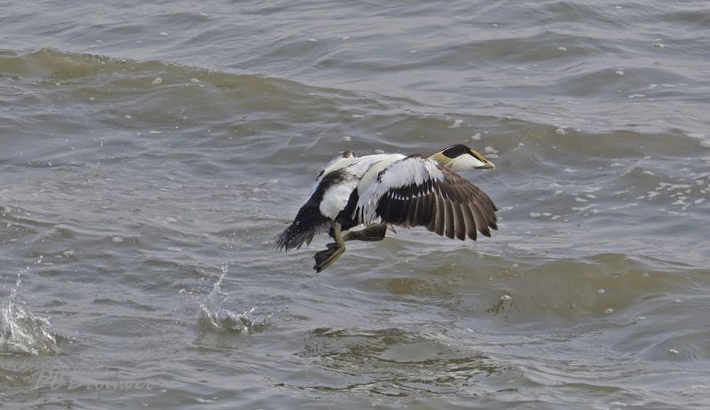 Startende eider