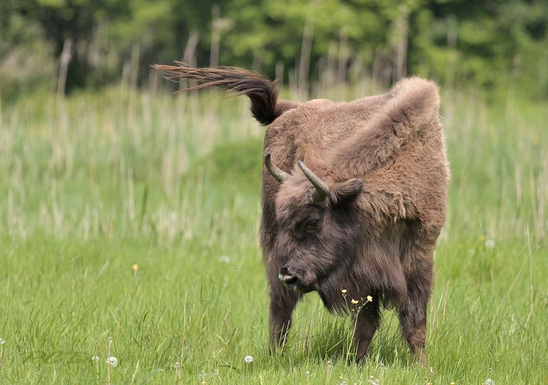 Wisent koe 