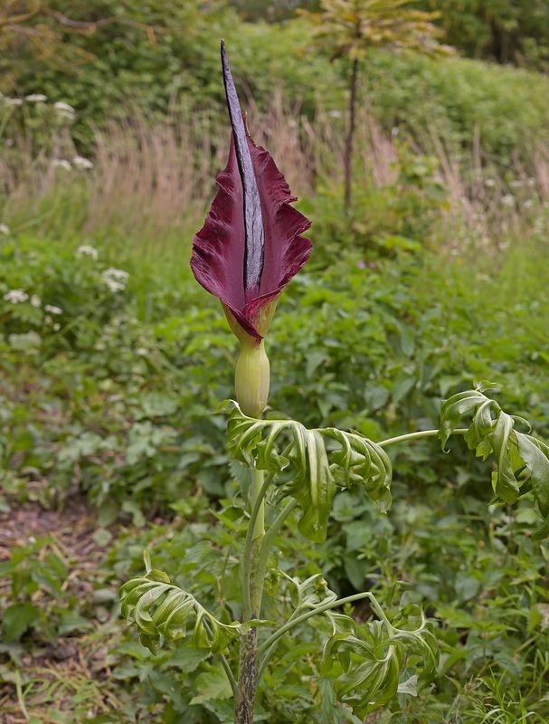Dracunculus vulgaris, bloem 40 cm 