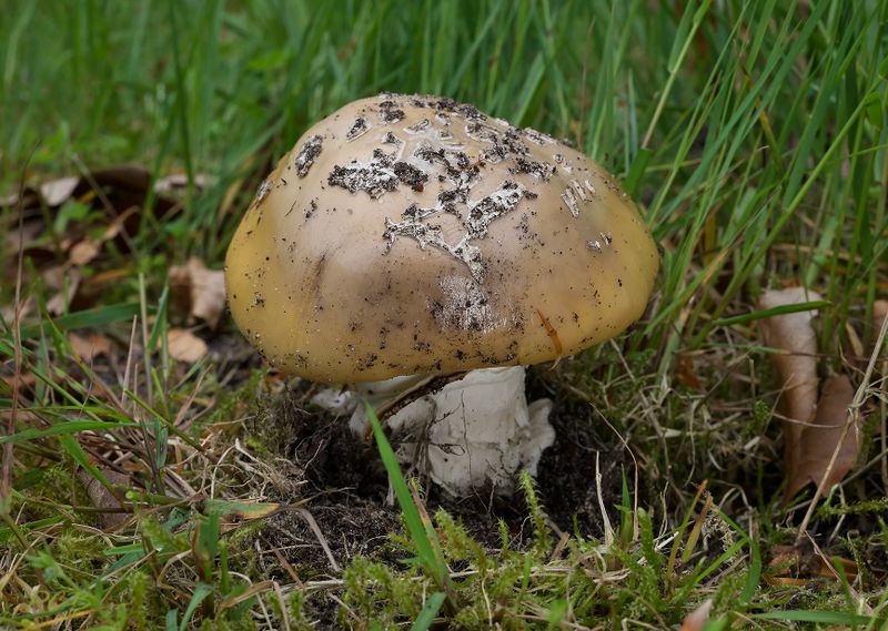 Amanita gemmata