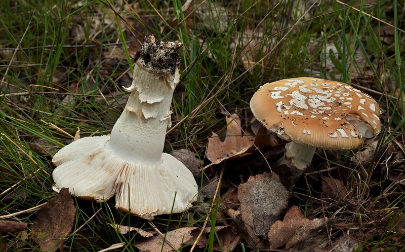 Amanita gemmata
