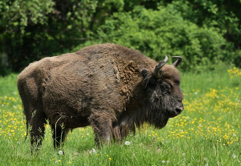 Drachtige wisent