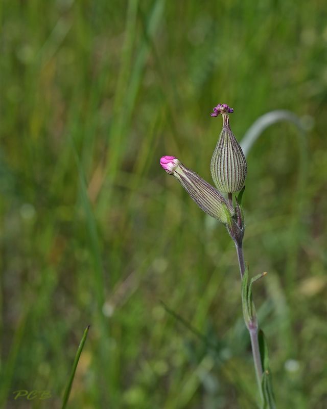 Kegelsilene