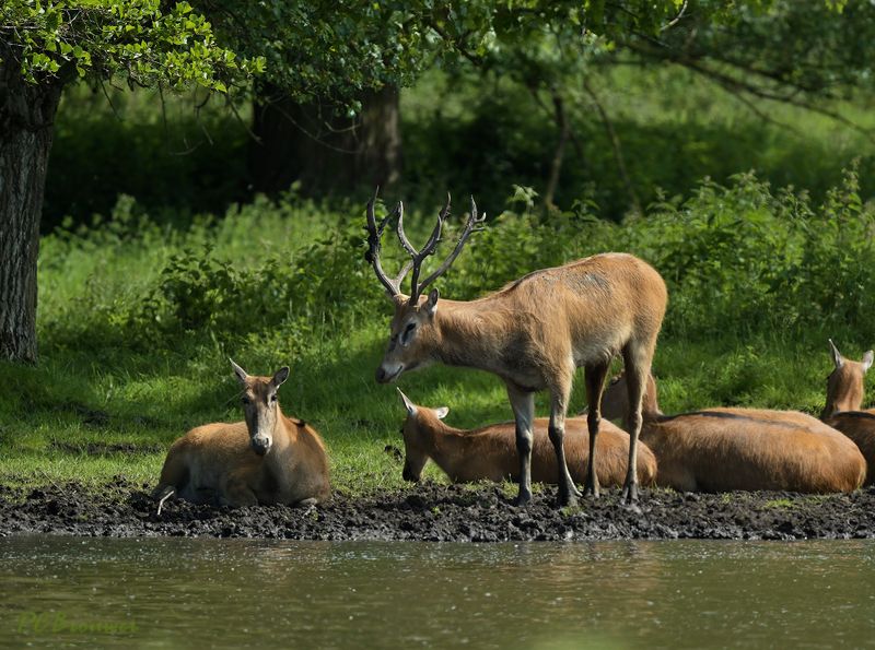 Pater-Davidsherten, Elaphurus davidianus