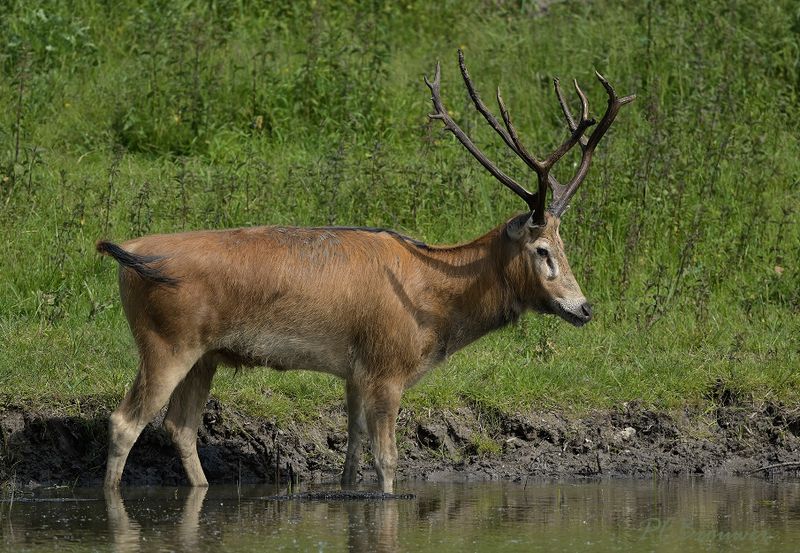 Pater-Davidshert (Elaphurus davidianus), meerdere malen bijna uitgestorven, maar 1500 dieren in de wereld