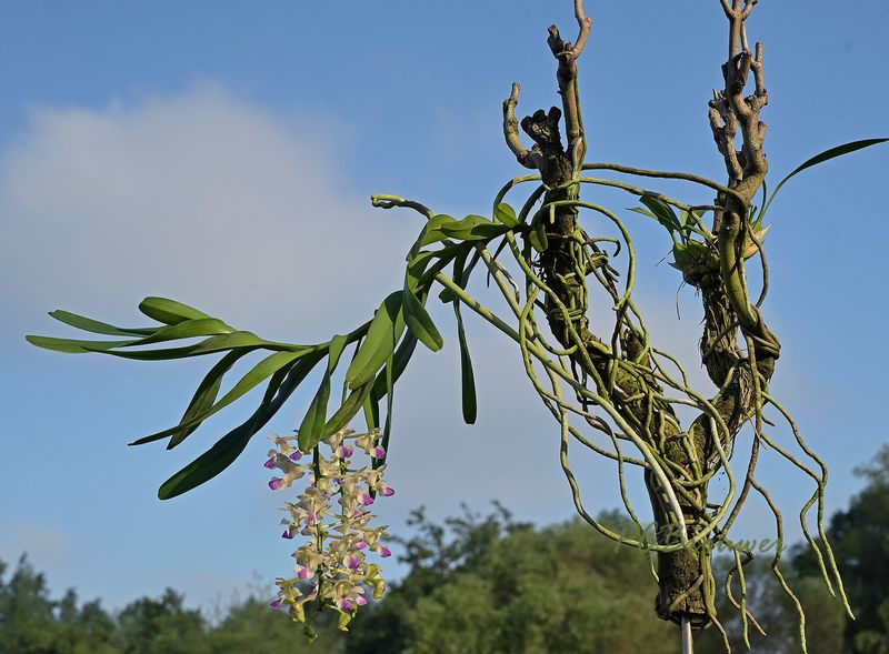 Aerides falcata