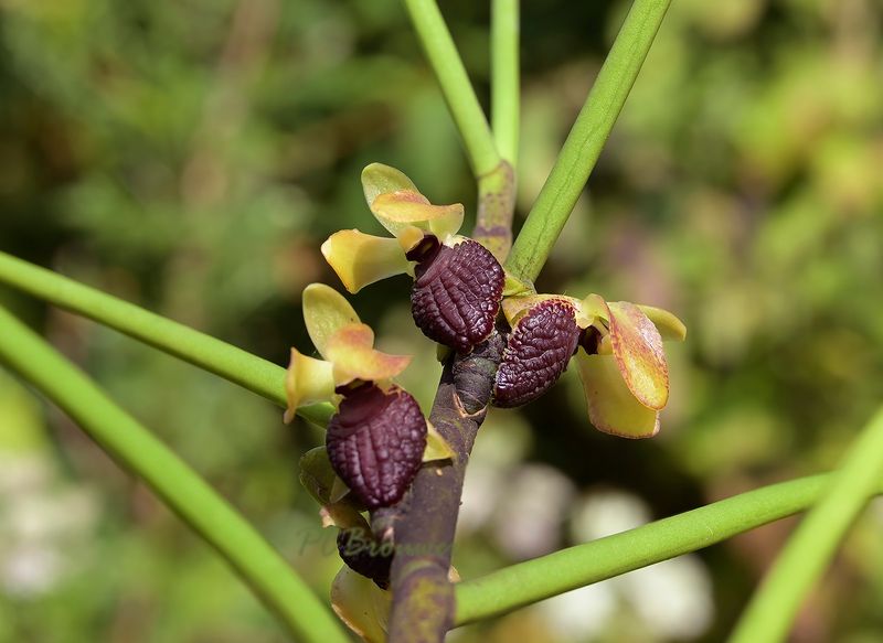 Luisia thailandica