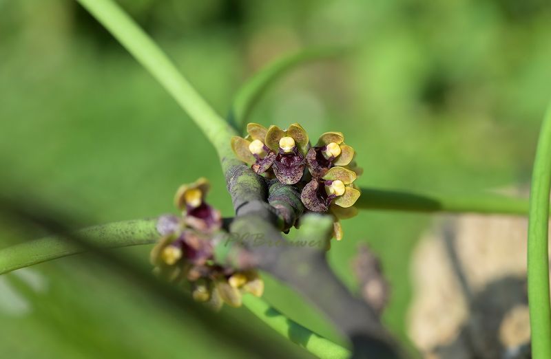 Luisia zollingeri