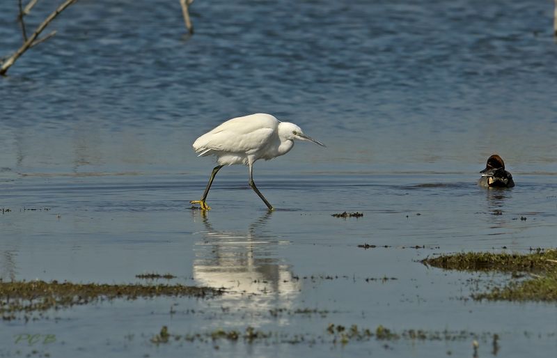 Kleine zilverreiger