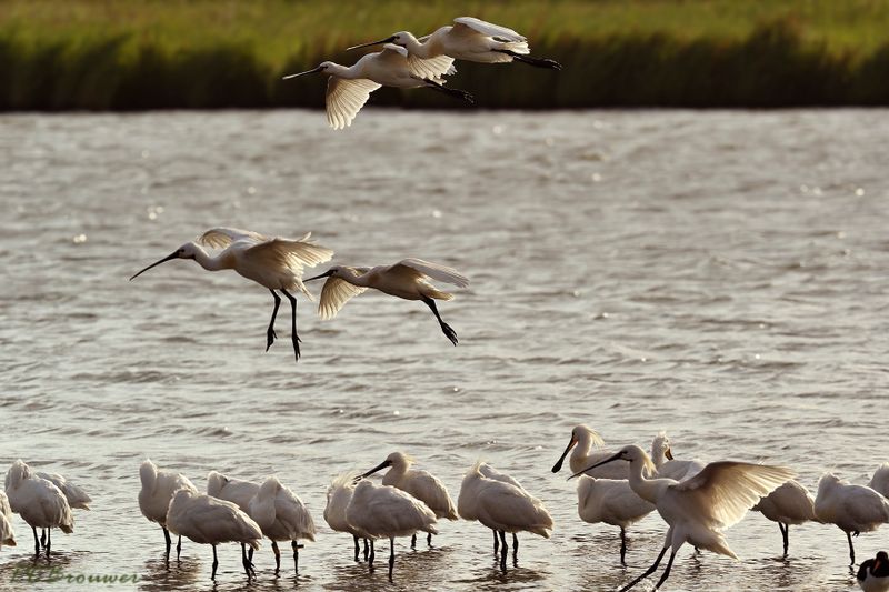 Lepelaars zonsopkomst, Spoonbill at dawn