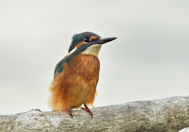 Juveniele IJsvogel