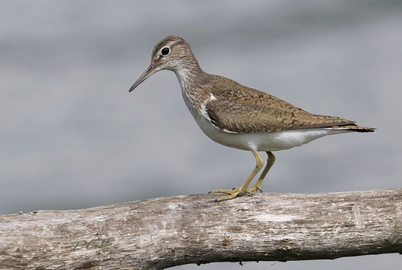 Oeverloper op boomtak