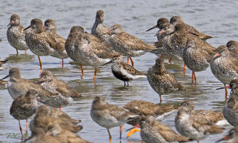 Bonte strandloper nog in broedkleed