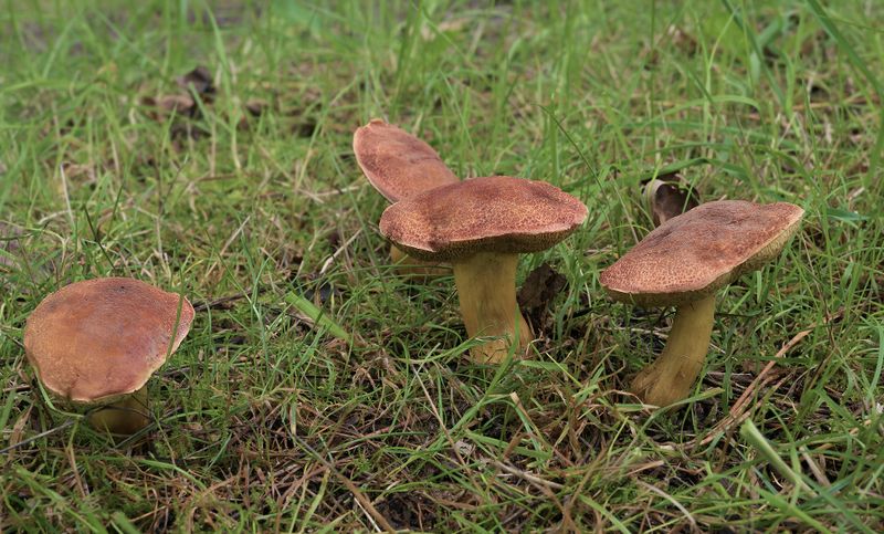 Boletus subtomentosus 