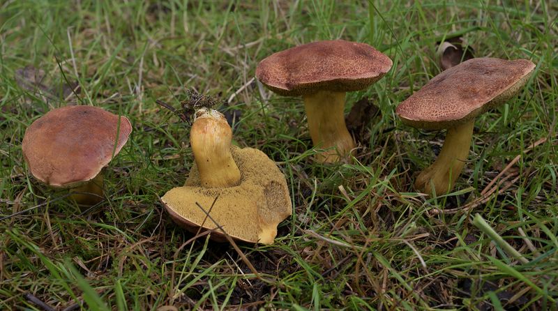 Boletus subtomentosus 