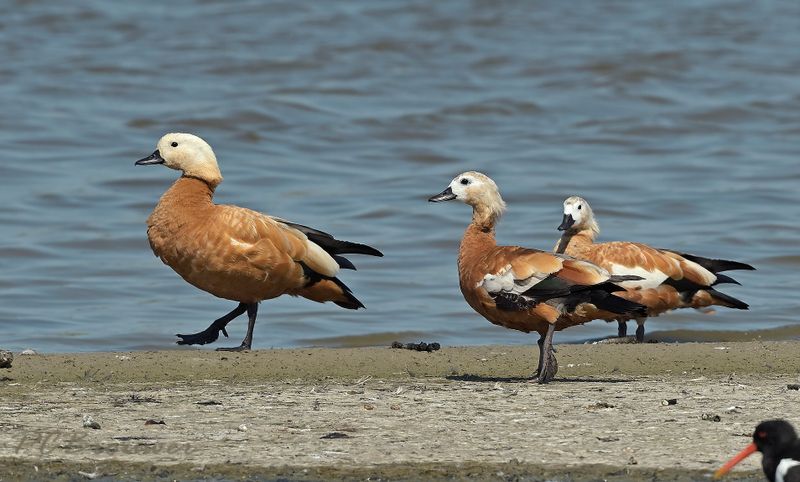 Casarcas waddenzee - Ruddy shelduck - Tadorna ferruginea