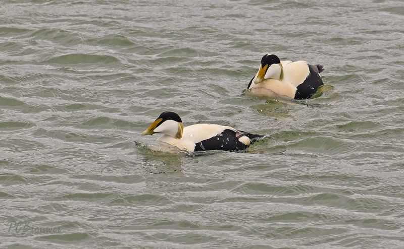 Eider mannen, Waddenzee
