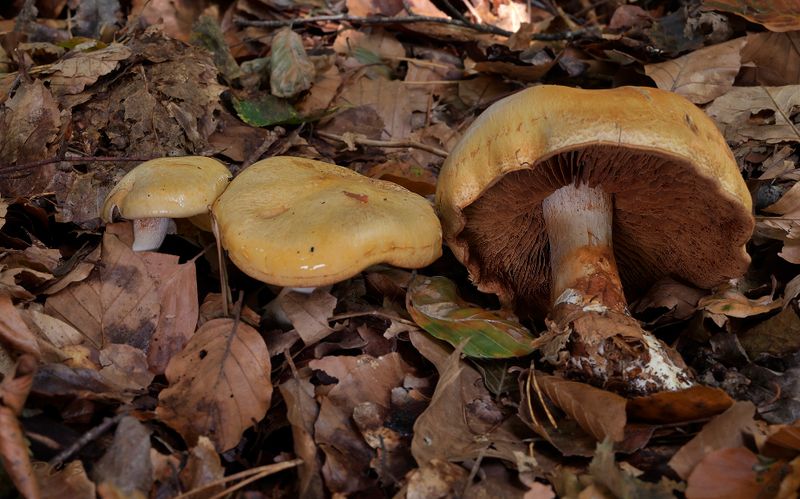 Cortinarius citrinus, Zwavelgele gordijnzwam