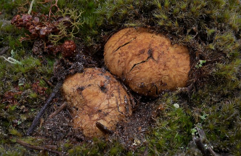 Okerkleurige vezeltruffel