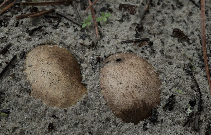 Bruine vezeltruffel vezeltruffel, Rhizopogon vulgaris
