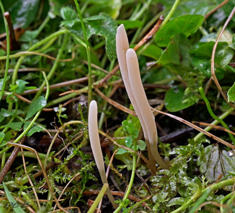 Spitse knotszwam Clavaria falcata